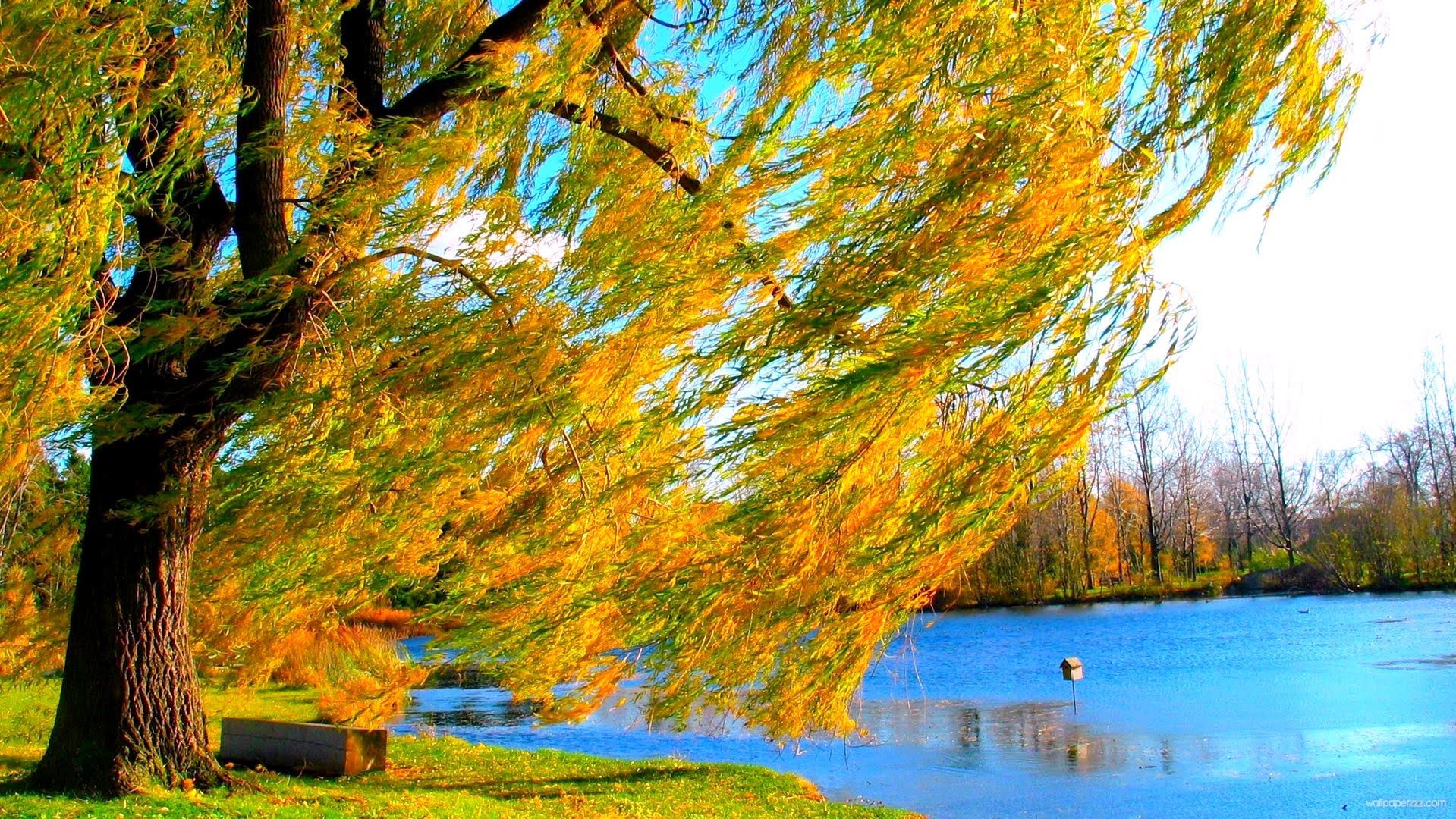 Willow Trees