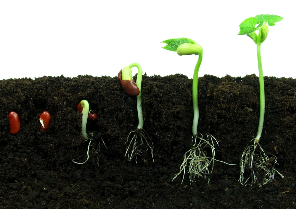 I’m the Seed